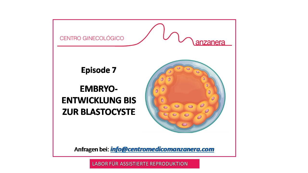 EPISODE 7. EMBRYO-ENTWICKLUNG BIS ZUR BLASTOCYSTE (5. TAG)